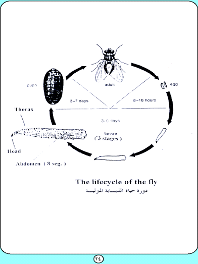 دورة حياة الذباب